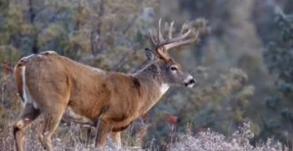 shutterstock 115695997 300x208 1